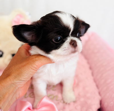 Les chiots de Chihuahua
