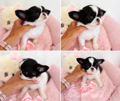 Les chiots de Chihuahua