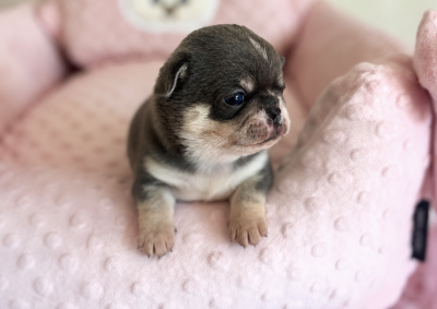 Les chiots de Chihuahua