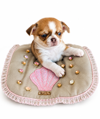 BACIO D AMORE - Chihuahua