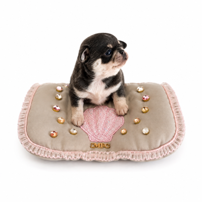 Les chiots de Chihuahua