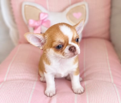 Les chiots de Chihuahua
