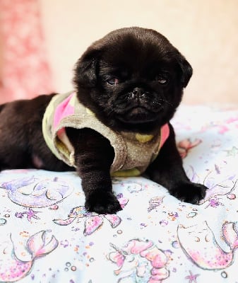 Les chiots de Carlin