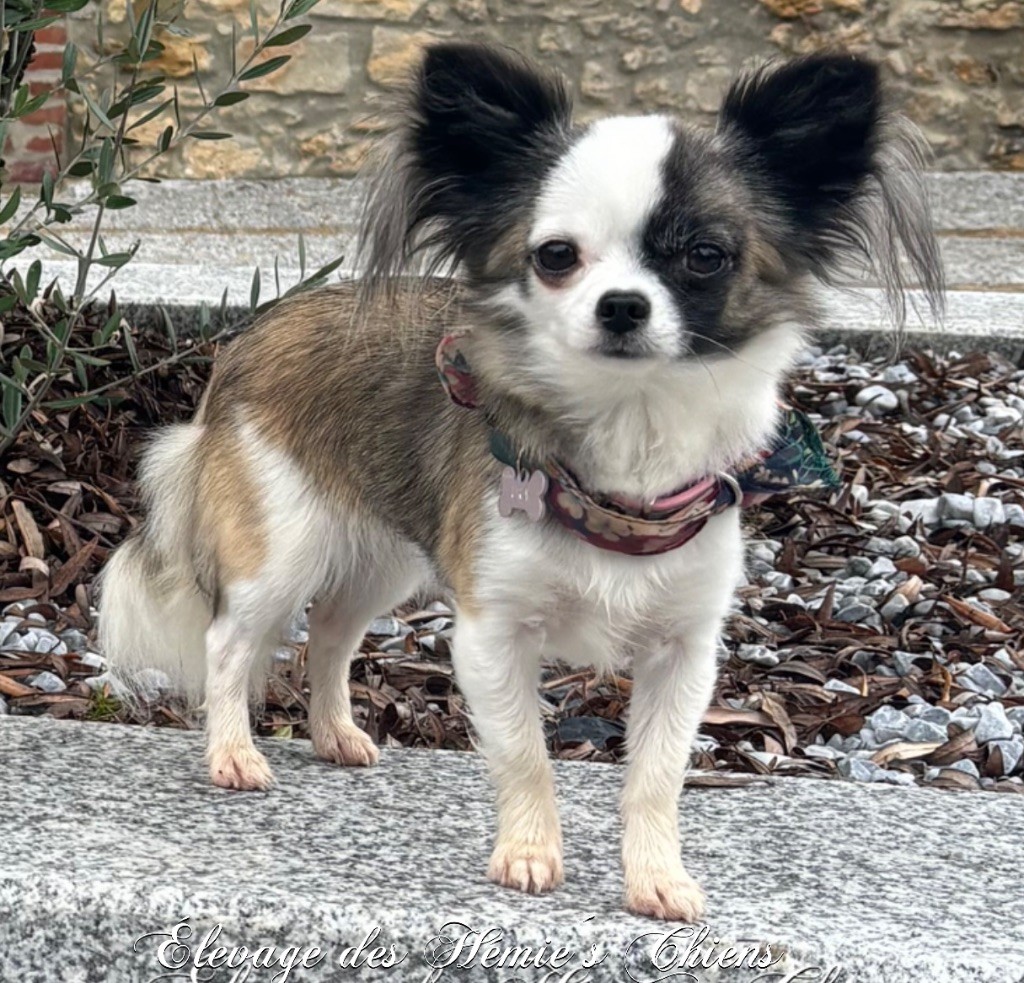 Ura Des Hémie's Chiens