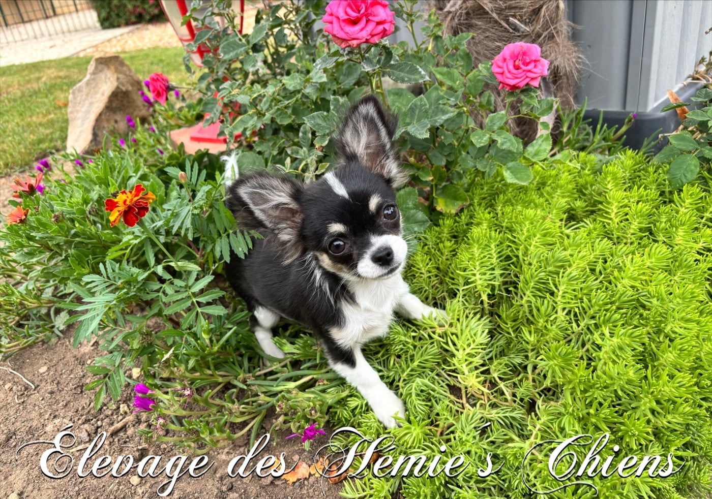 Publication : Des Hémie's Chiens