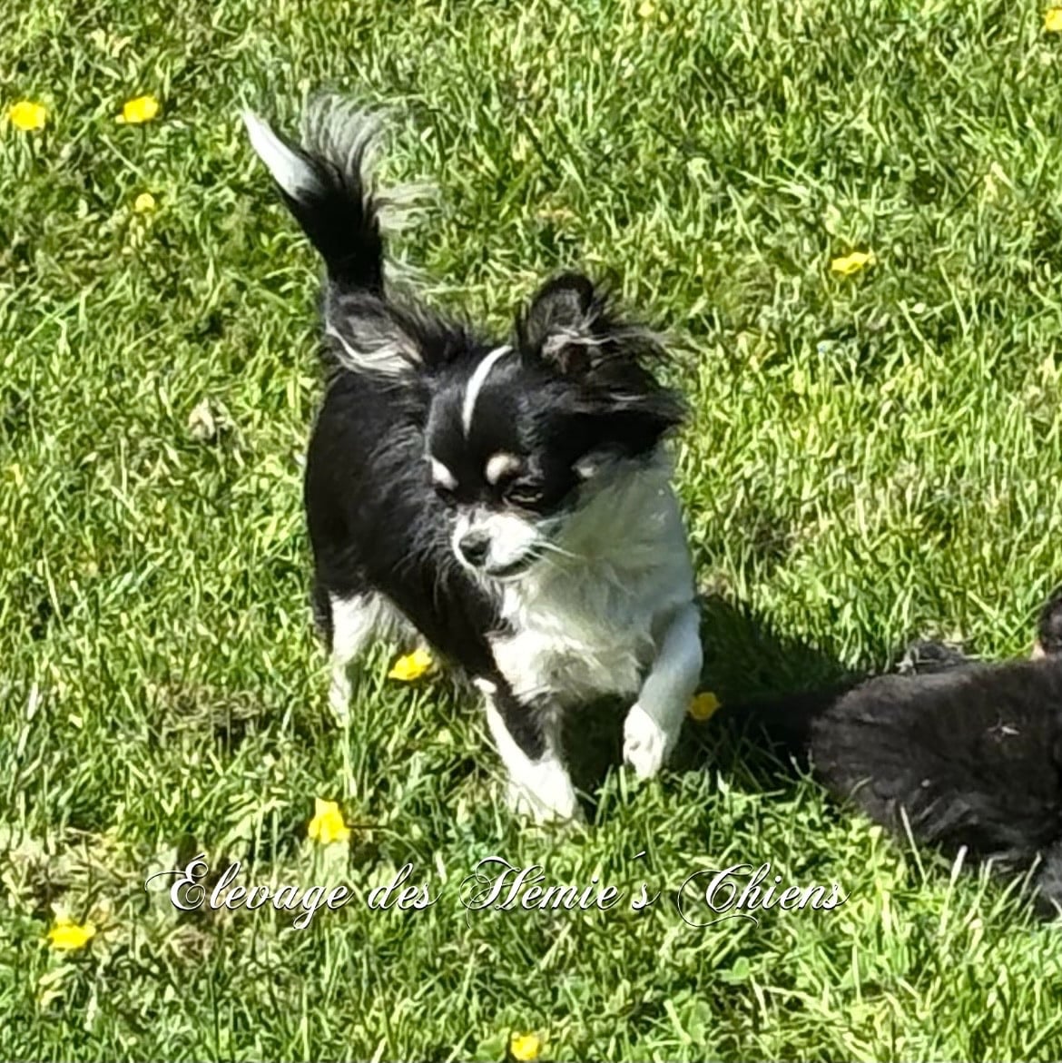 Publication : Des Hémie's Chiens
