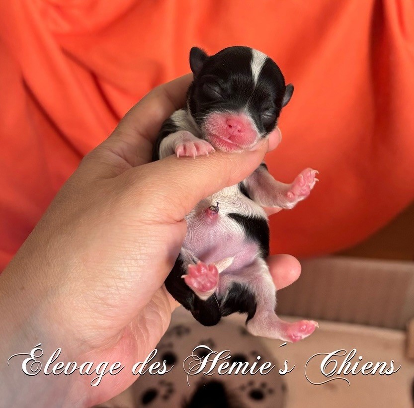 Avoène Des Hémie's Chiens