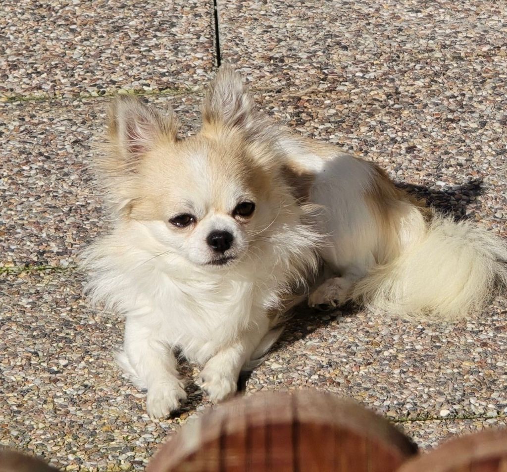 Publication : des lutins du golfe Auteur : Céline Zydlowski