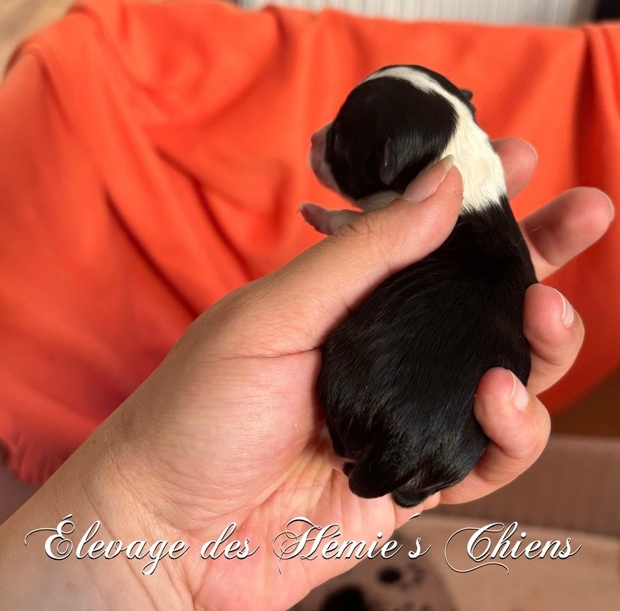 Avoène Des Hémie's Chiens