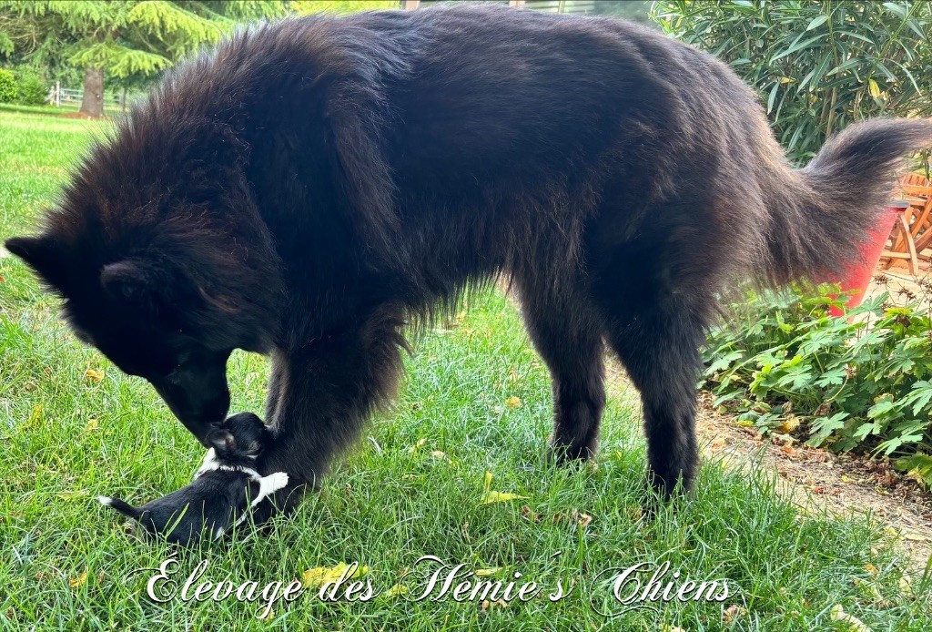 Avoène Des Hémie's Chiens