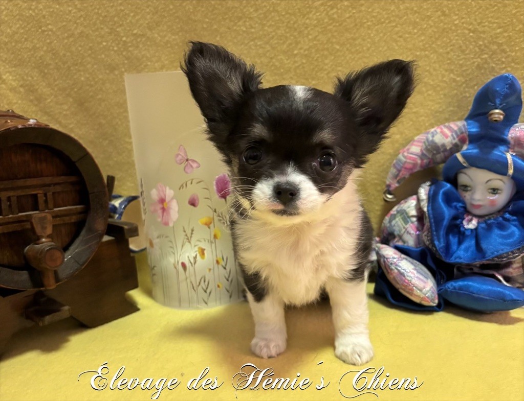 Avoène Des Hémie's Chiens