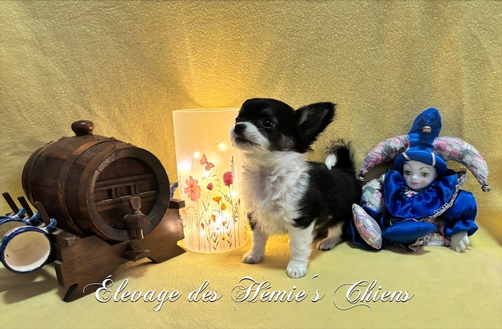 Avoène Des Hémie's Chiens