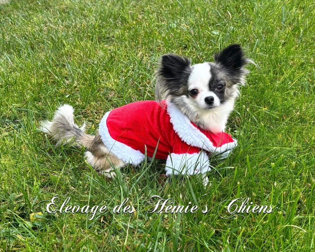 Ura Des Hémie's Chiens