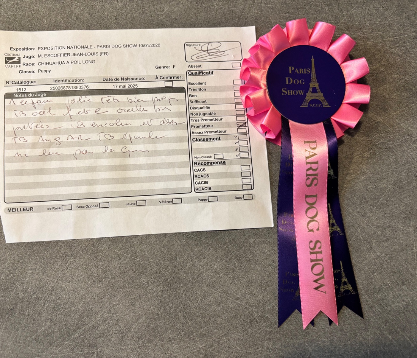 Avoène Des Hémie's Chiens - Prometteur