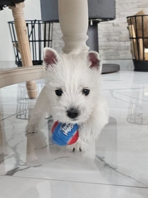 Les chiots de West Highland White Terrier