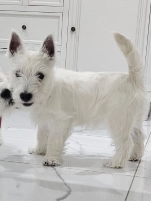 Les chiots de West Highland White Terrier