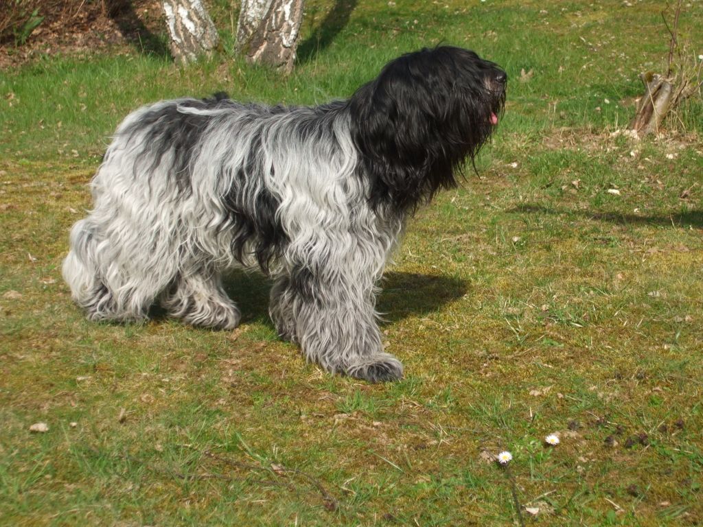 CH. Blue moon's elfie des uns et des autres