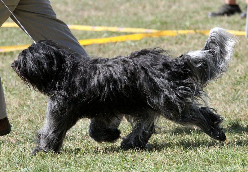 CH. Blue moon's elfie des uns et des autres