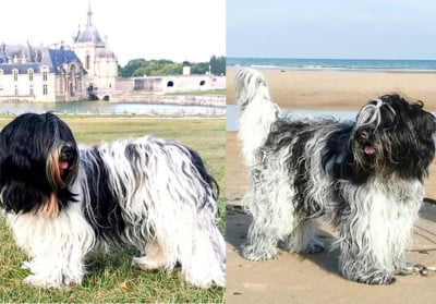 Du Bosquet Des Elfes