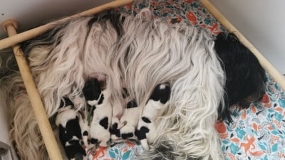 Du Bosquet Des Elfes