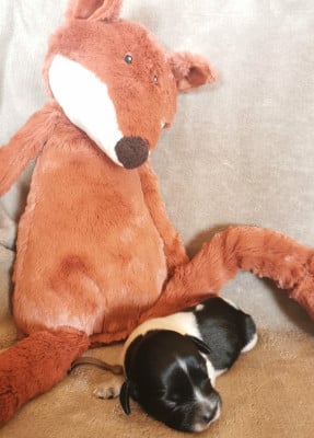 Les chiots de Schapendoes