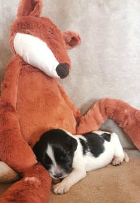 Les chiots de Schapendoes