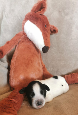 Les chiots de Schapendoes