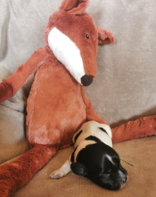 Les chiots de Schapendoes