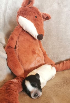 Les chiots de Schapendoes