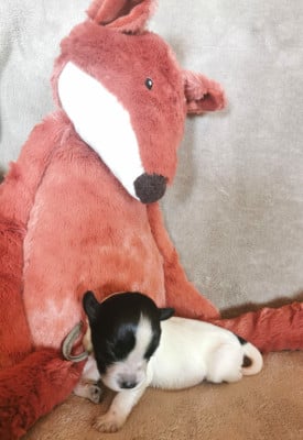 Les chiots de Schapendoes