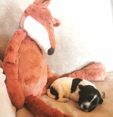 Les chiots de Schapendoes