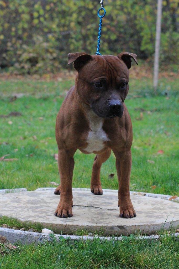 Orion Of The Old School Family