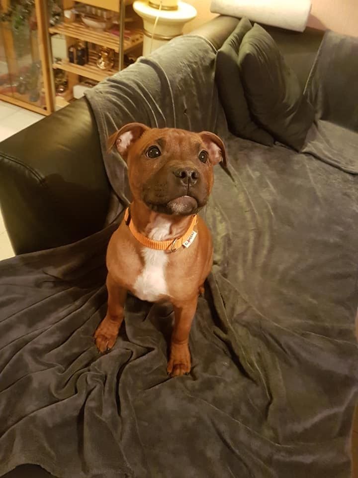 Orion Of The Old School Family