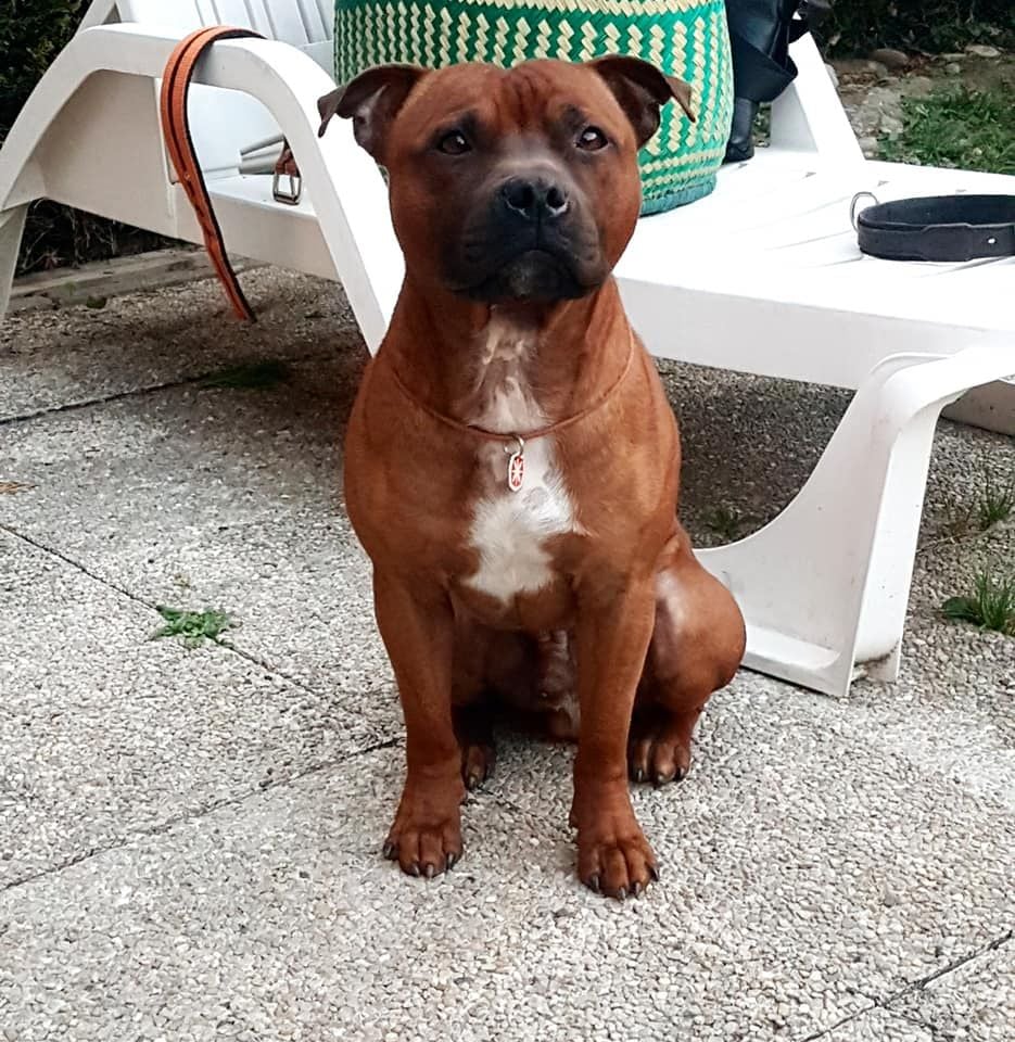 Orion Of The Old School Family