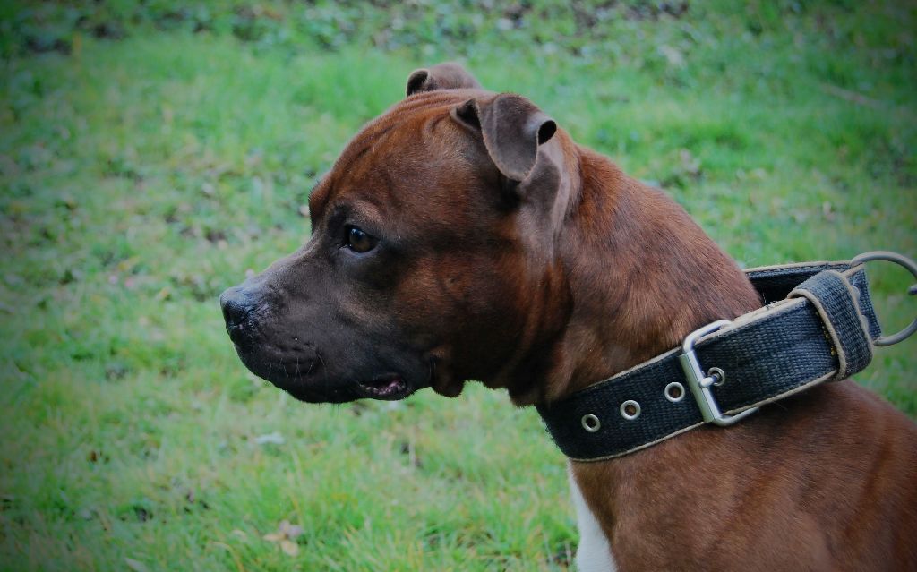 Orion Of The Old School Family