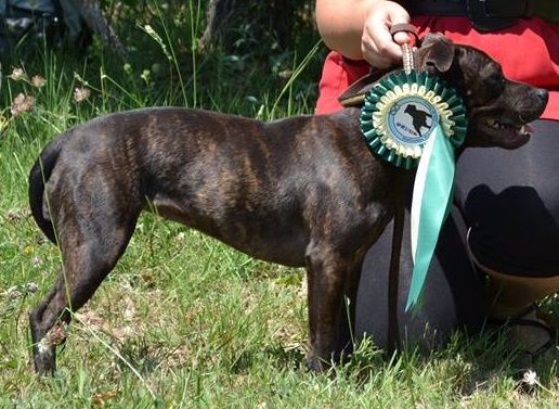 Monroe Angels Of Fangtasia - 4e Très Bon