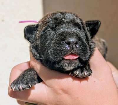 Les chiots de Cane Corso