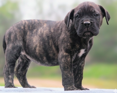 Cane Corso