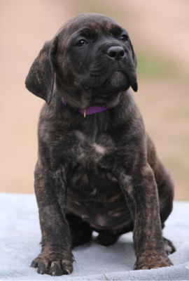 Collier violet - Cane Corso