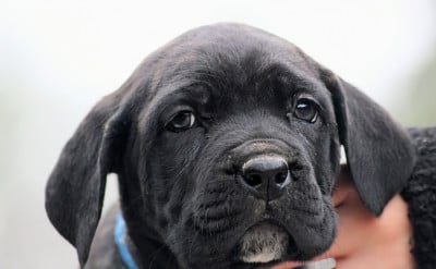 Collier bleue - Cane Corso