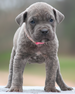 Collier rose - Cane Corso