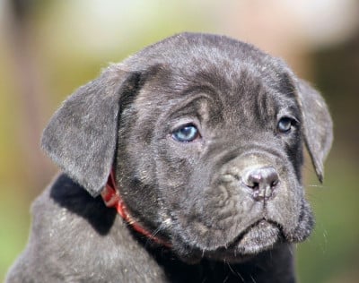 Collier rouge - Cane Corso