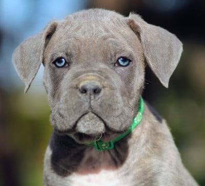 Collier vert foncé - Cane Corso