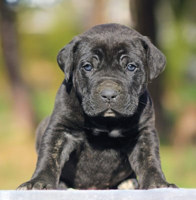 Collier vert noir - Cane Corso
