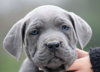 Collier violet - Cane Corso