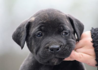 Collier jaune - Cane Corso
