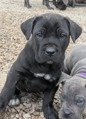 Les chiots de Cane Corso