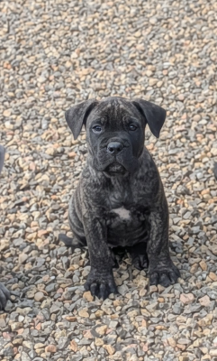 Les chiots de Cane Corso
