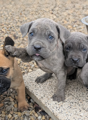 Les chiots de Cane Corso