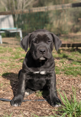 Les chiots de Cane Corso